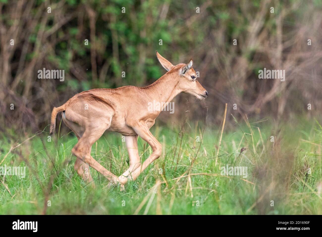 Uganda, Ishasha nel settore sud-ovest del Parco Nazionale della Regina Elisabetta, Tobi (Damaliscus korrigum), Young Foto Stock