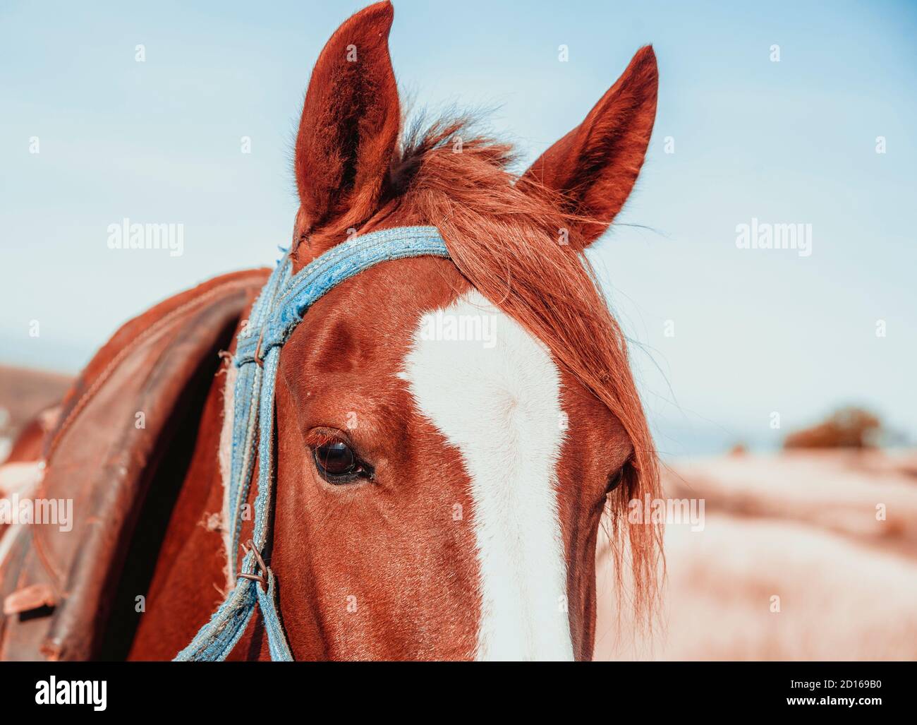 Testa di un cavallo rosso, primo piano Foto Stock