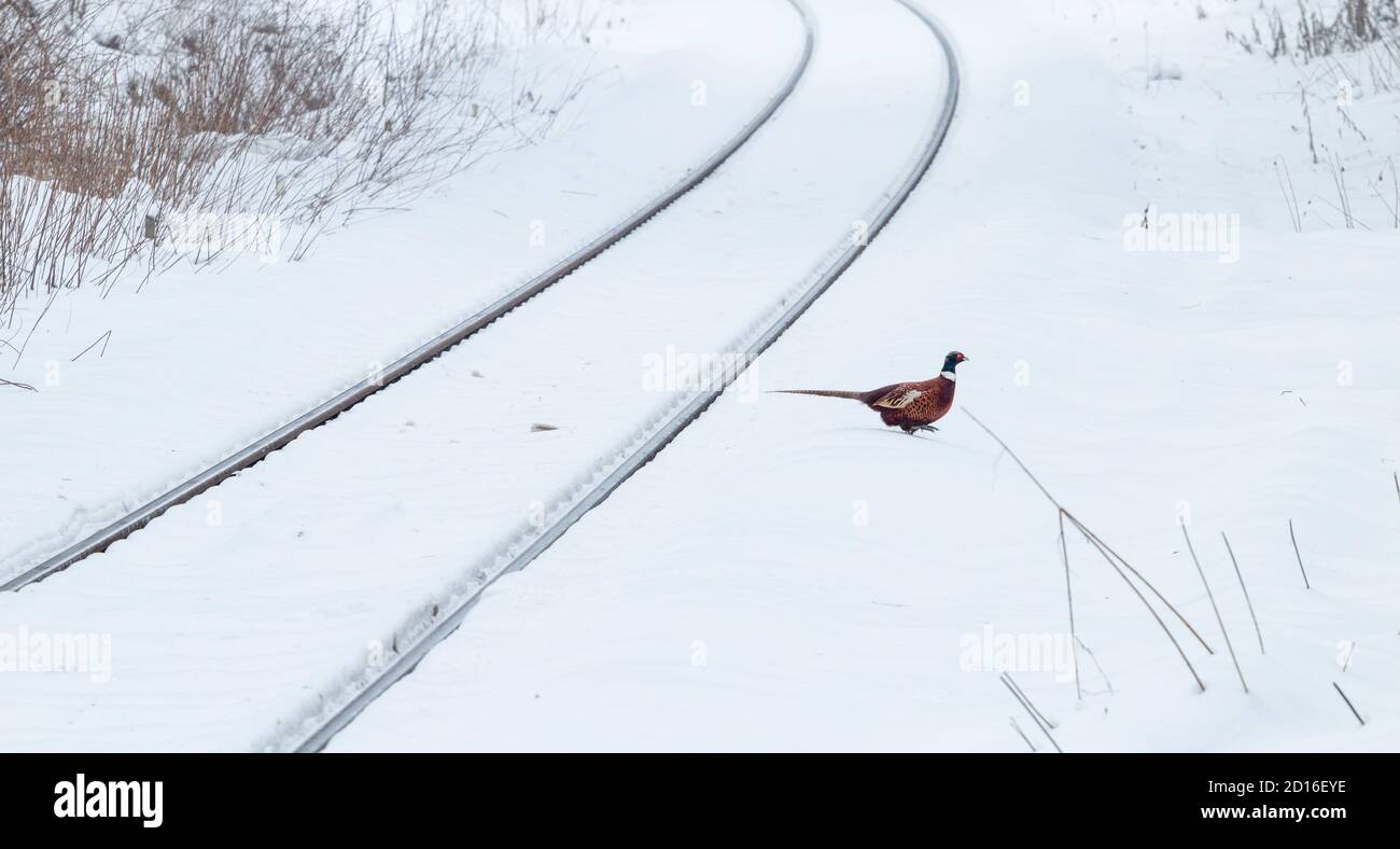 Fagiano che attraversa le piste della ferrovia nella neve. REGNO UNITO Foto Stock