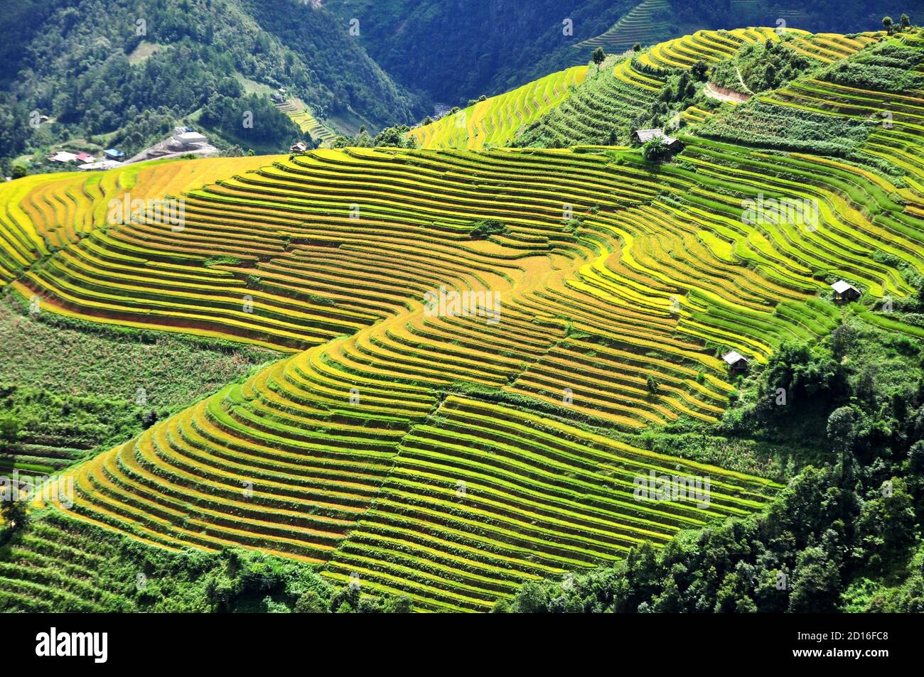Risaie terrazze MuCangChai, Yen Bai, Vietnam - la stagione del riso maturo - le meraviglie dei contadini Foto Stock