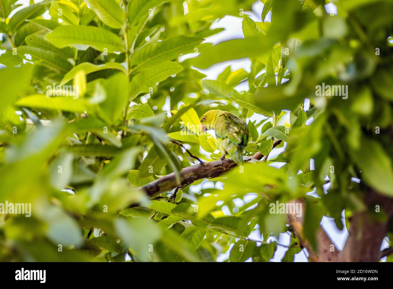 Asian Ring-Rosed Parakeet su un albero di guava camuffato tra le foglie. Foto Stock