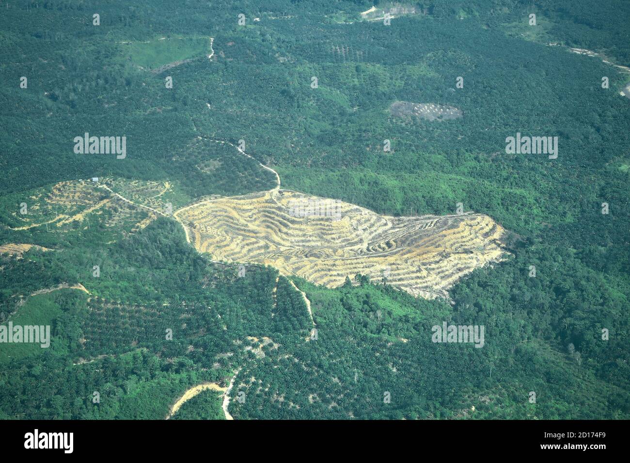 Una piantagione di palme, veduta aerea della deforestazione della foresta pluviale in Indonesia per il commercio di olio di palma Foto Stock
