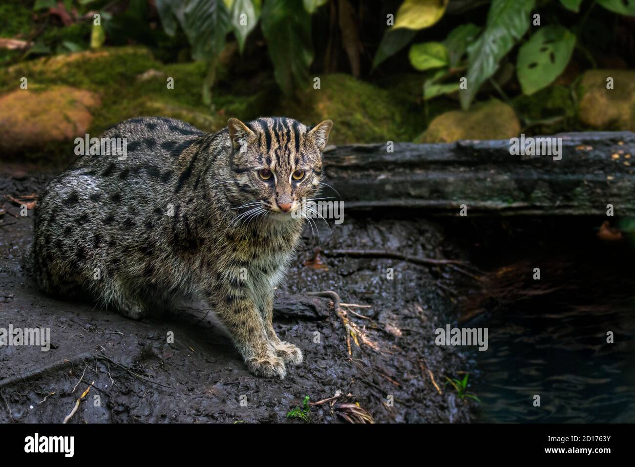 Pesca gatto (Prionailurus viverrinus) caccia lungo la riva del fiume, di medie dimensioni gatto selvatico / felino nativo a sud e sud-est asiatico Foto Stock