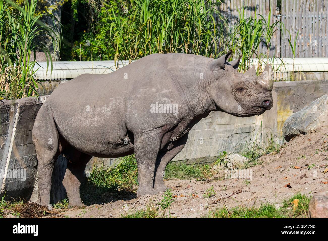 Rinoceronte nero orientale / rinoceronte nero africano orientale / orientale Rhinoceros a gancio (Diceros bicornis michaeli) in zoo Foto Stock