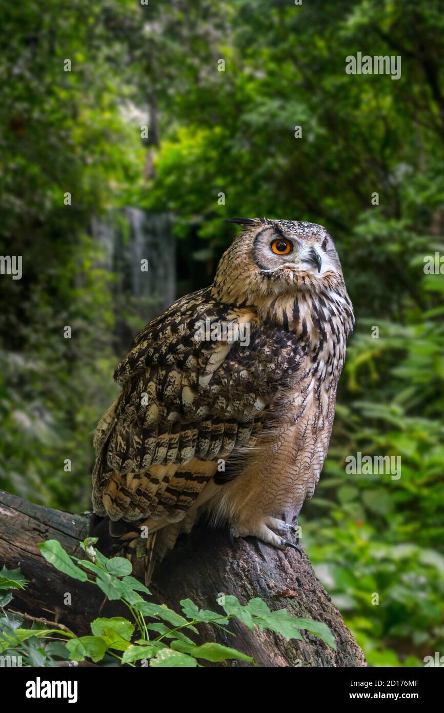 Aquila-gufo indiano / aquila-gufo di roccia / aquila-gufo del Bengala (Bubo bengalensis) Specie di gufo cornuto originarie del subcontinente indiano Foto Stock