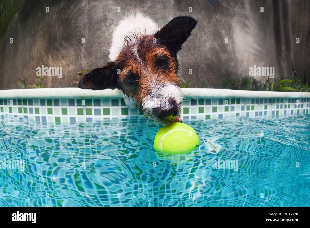 Divertente foto di jack russell terrier cucciolo giocare con divertimento in piscina - salto a fetch palla. Attività con animali domestici, cani da addestramento Foto Stock