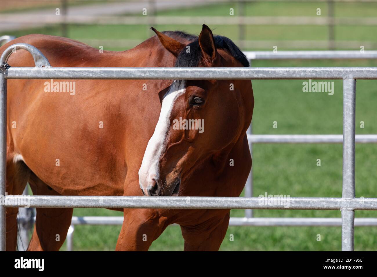 cavallo bruno rossastro in piedi con colori vibranti in una griglia di metallo scatola, l'espressione facciale sembra triste, di giorno, senza persone Foto Stock