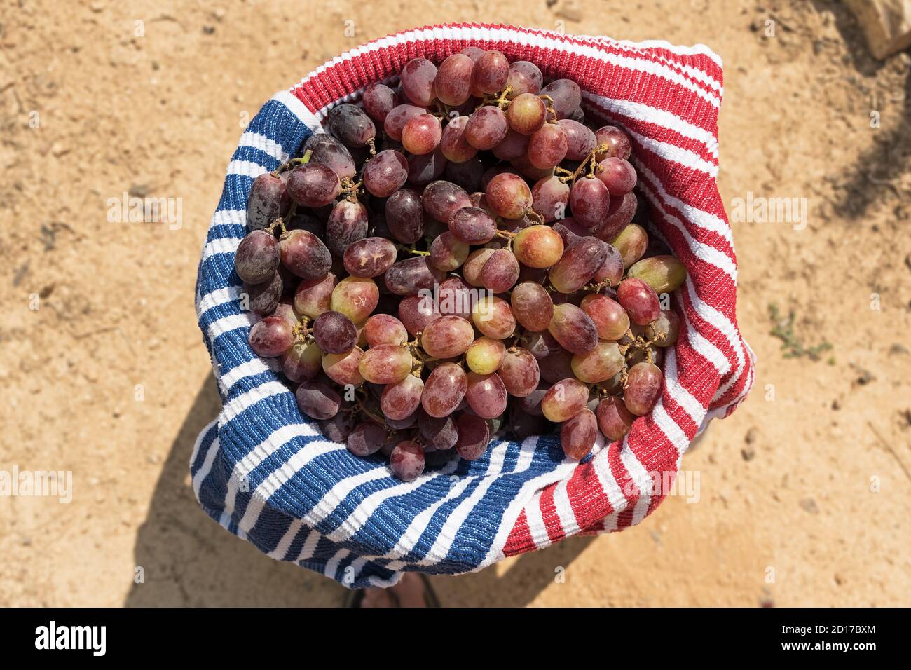 una grande ciotola rivestita con asciugamani rossi bianchi e blu è riempito con lusciose uve da tavola rosse israeliane uno sfondo di sabbia sfocato Foto Stock