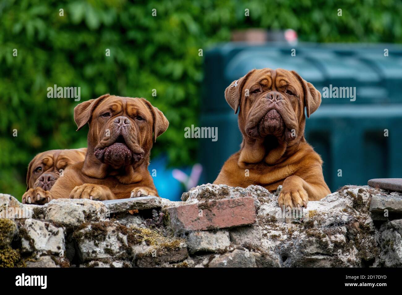 Il Dogue de Bordeaux, Bordeaux Mastiff, French Mastiff o Bordeauxdog è una grande razza di mastiff francese e una delle più antiche razze di cani francesi. Foto Stock
