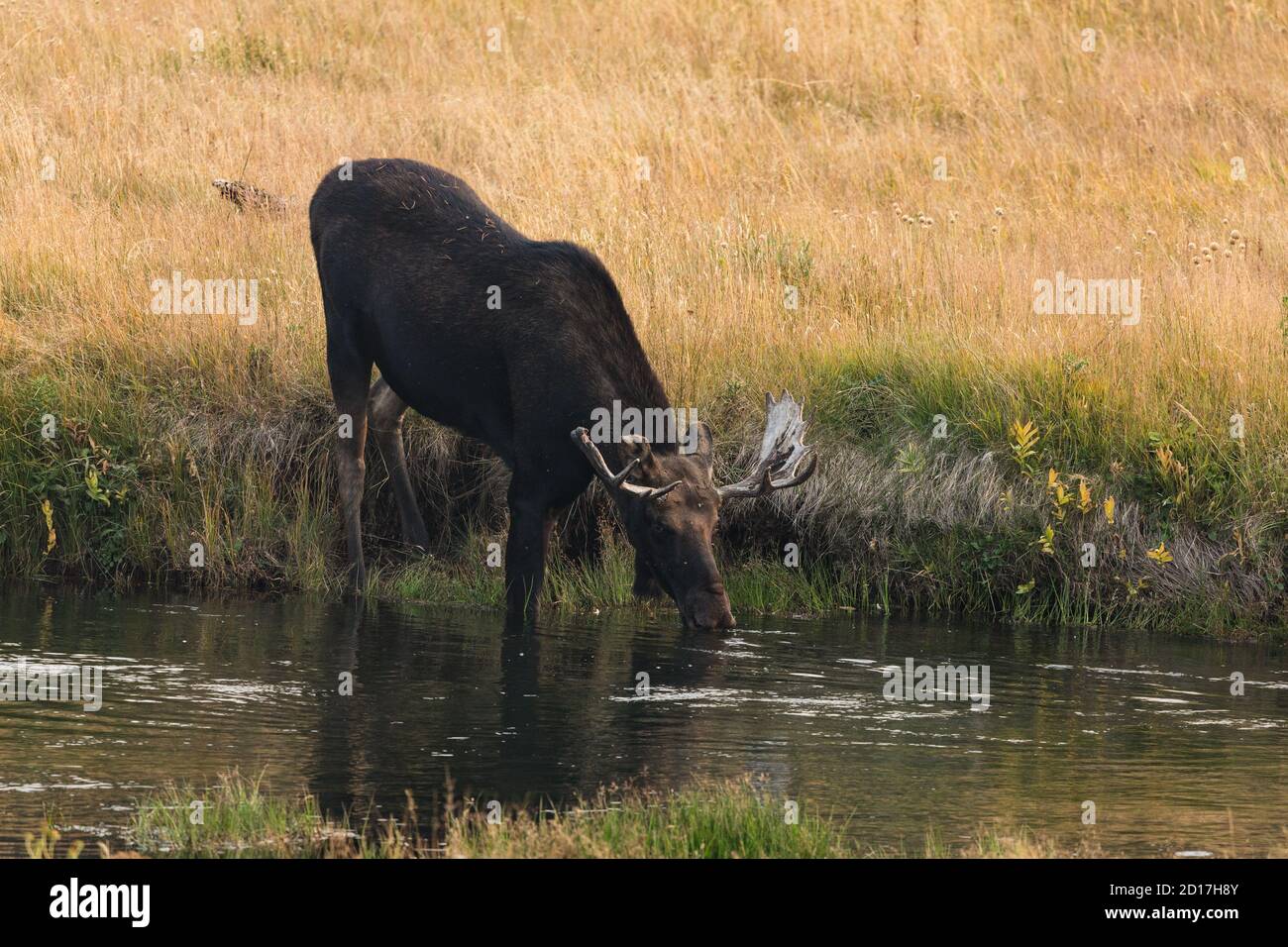 Un alce toro, Alces alces, bevande dal fiume Madison nel Parco Nazionale di Yellowstone nel Wyoming. Foto Stock