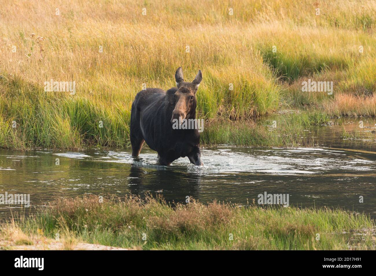 Un alce di mucca, Alces Alces, attraversa il fiume Madison nel Parco Nazionale di Yellowstone nel Wyoming. Foto Stock