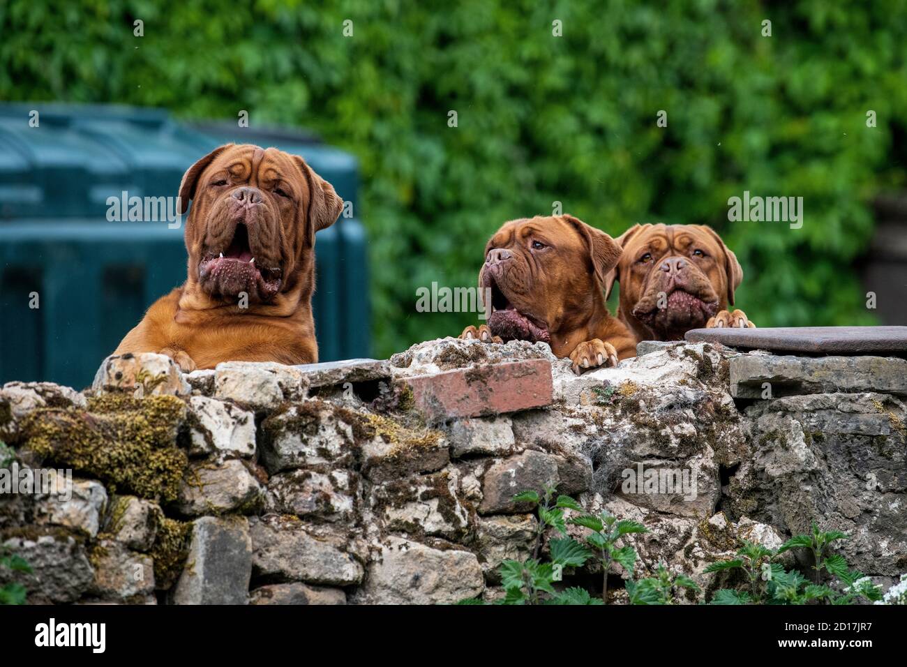 Il Dogue de Bordeaux, Bordeaux Mastiff, French Mastiff o Bordeauxdog è una grande razza di mastiff francese e una delle più antiche razze di cani francesi. Foto Stock