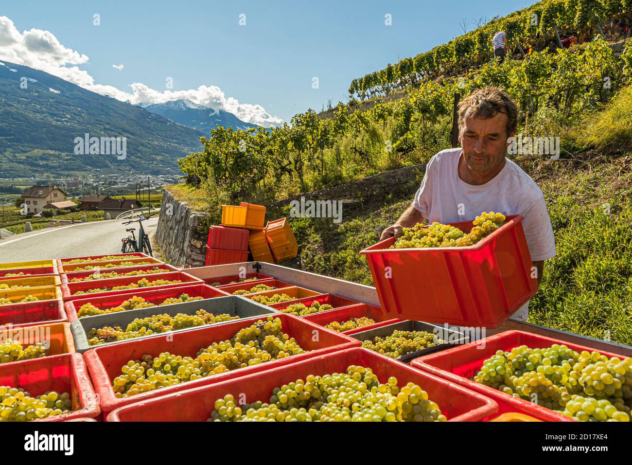 Azienda vinicola Bonvin a Sion, Svizzera. Vendemmia in Vallese. Il microclima con oltre 300 giorni di sole all'anno e terreni ricchi e variegati grazie al ripiegamento delle Alpi forniscono ai viticoltori vini aromatici Foto Stock