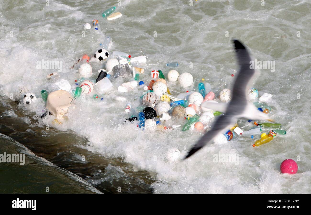 Un gabbiano sorvola palle sportive, bottiglie di plastica e altre lettiere che si sono accumulate nelle correnti del Tevere nel centro di Roma il 15 febbraio 2008. REUTERS/Alessandro Bianchi (ITALIA) Foto Stock