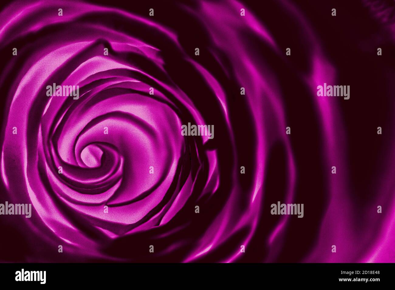 Un macro shot di una rosa (Rosa) si trasforma in una natura negativa, rivelante ISS spirale-come Foto Stock