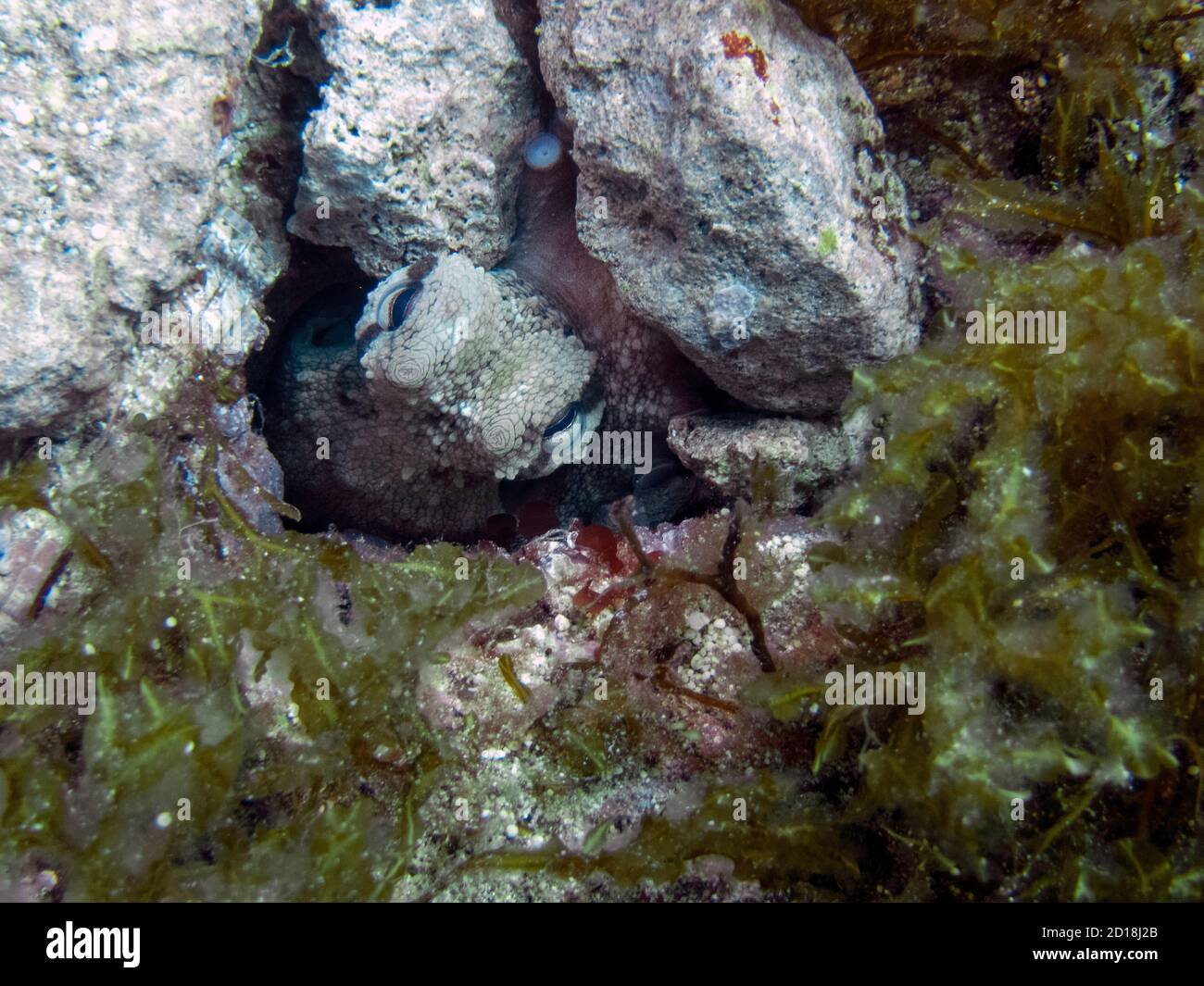 Un polpo comune (Octopus vulgaris) Nascondendosi in una roccia nel Mar Mediterraneo Foto Stock