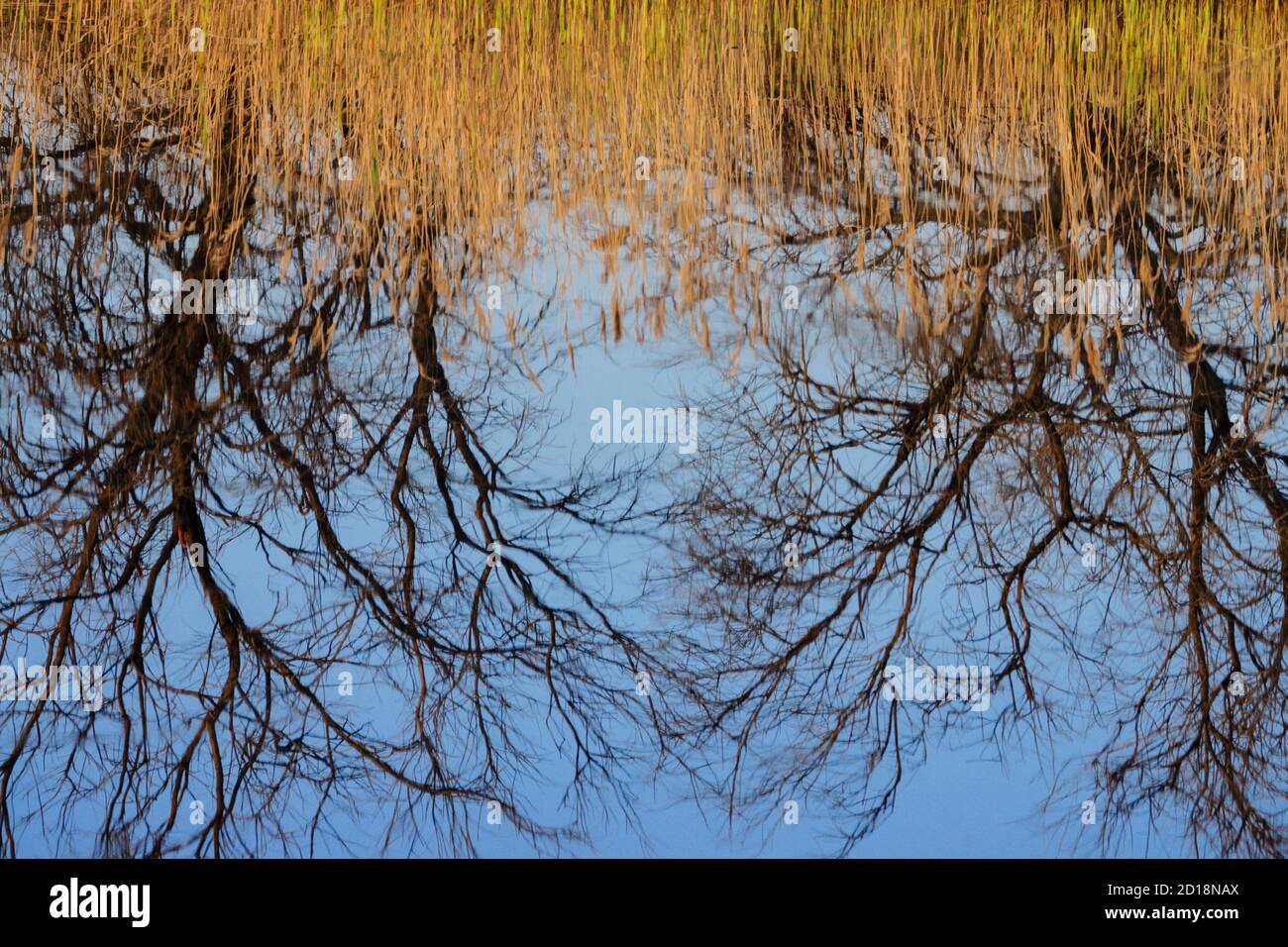 parque nacional Tablas de Daimiel, Ciudad Real, Castilla-la Mancha, españa, europa Foto Stock