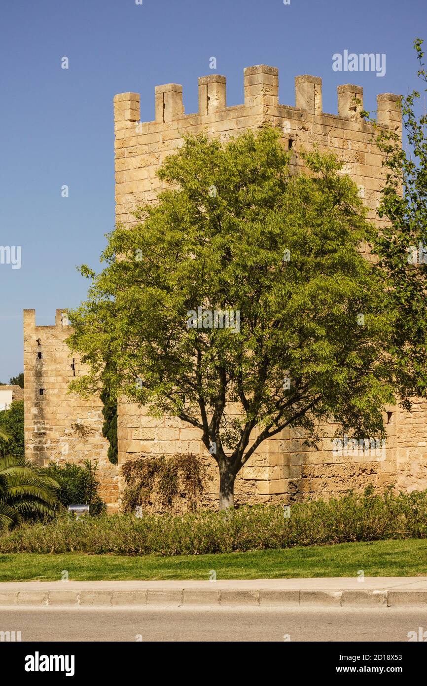 Muralla medievale, siglo XIV, Alcudia,Mallorca, Islas Baleares, Spagna Foto Stock