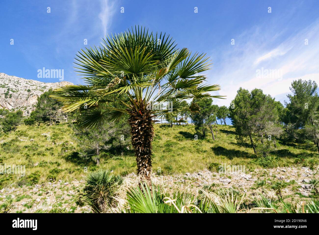 Chamaerops humilis, llamado palmito o palmitera, Comellar de Ses Sinies, Calvia, sierra de Tramuntana, Mallorca, Spagna Foto Stock