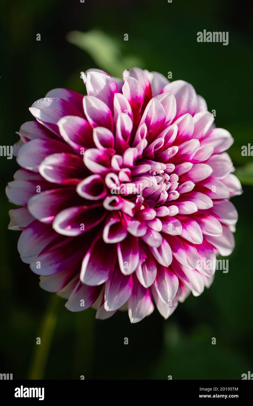 Primo piano fuoco selettivo che mostra la fioritura del grande piatto da pranzo dahlia ryan c Foto Stock