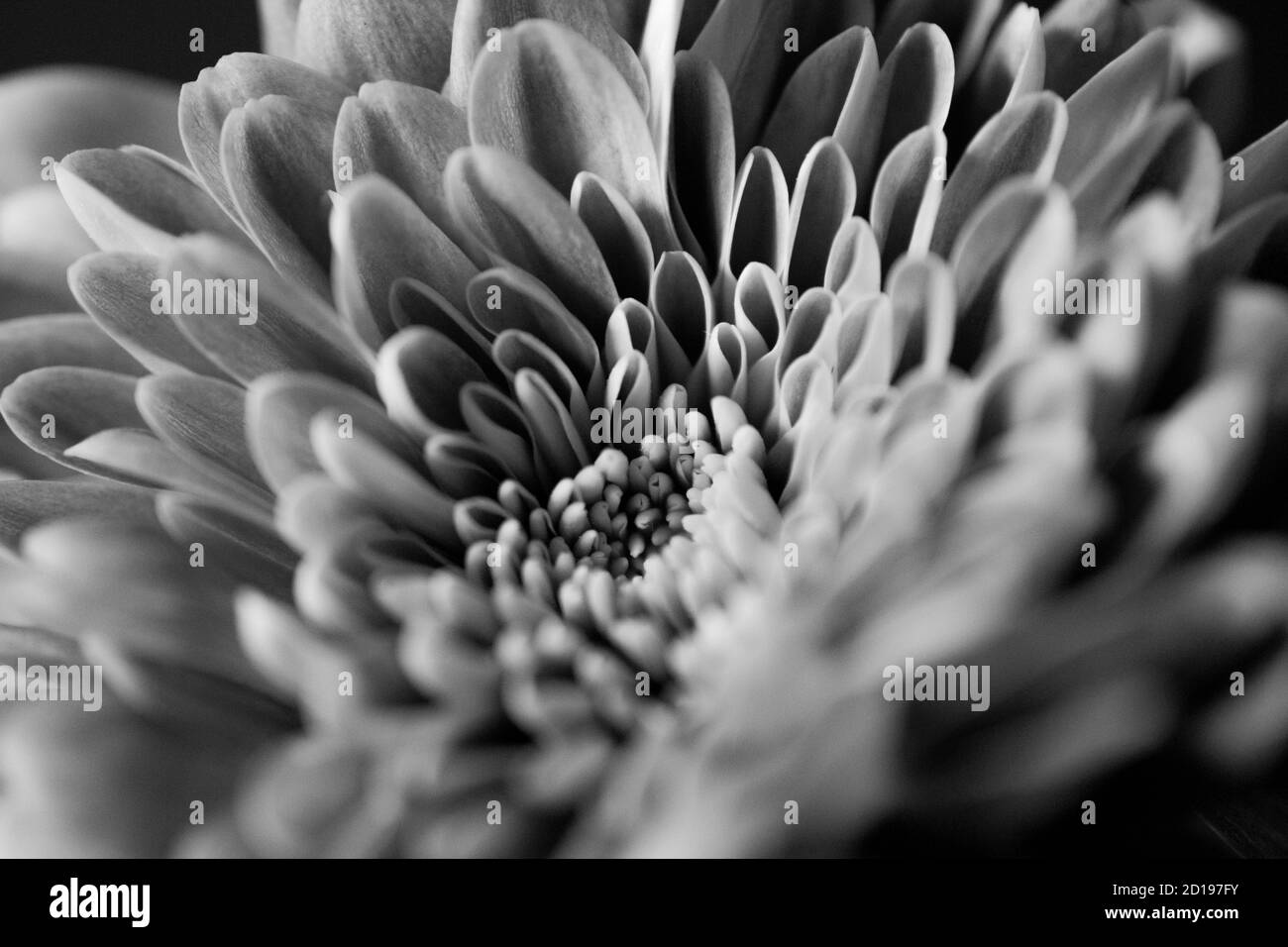 Chrysantheum bianco e nero Foto Stock