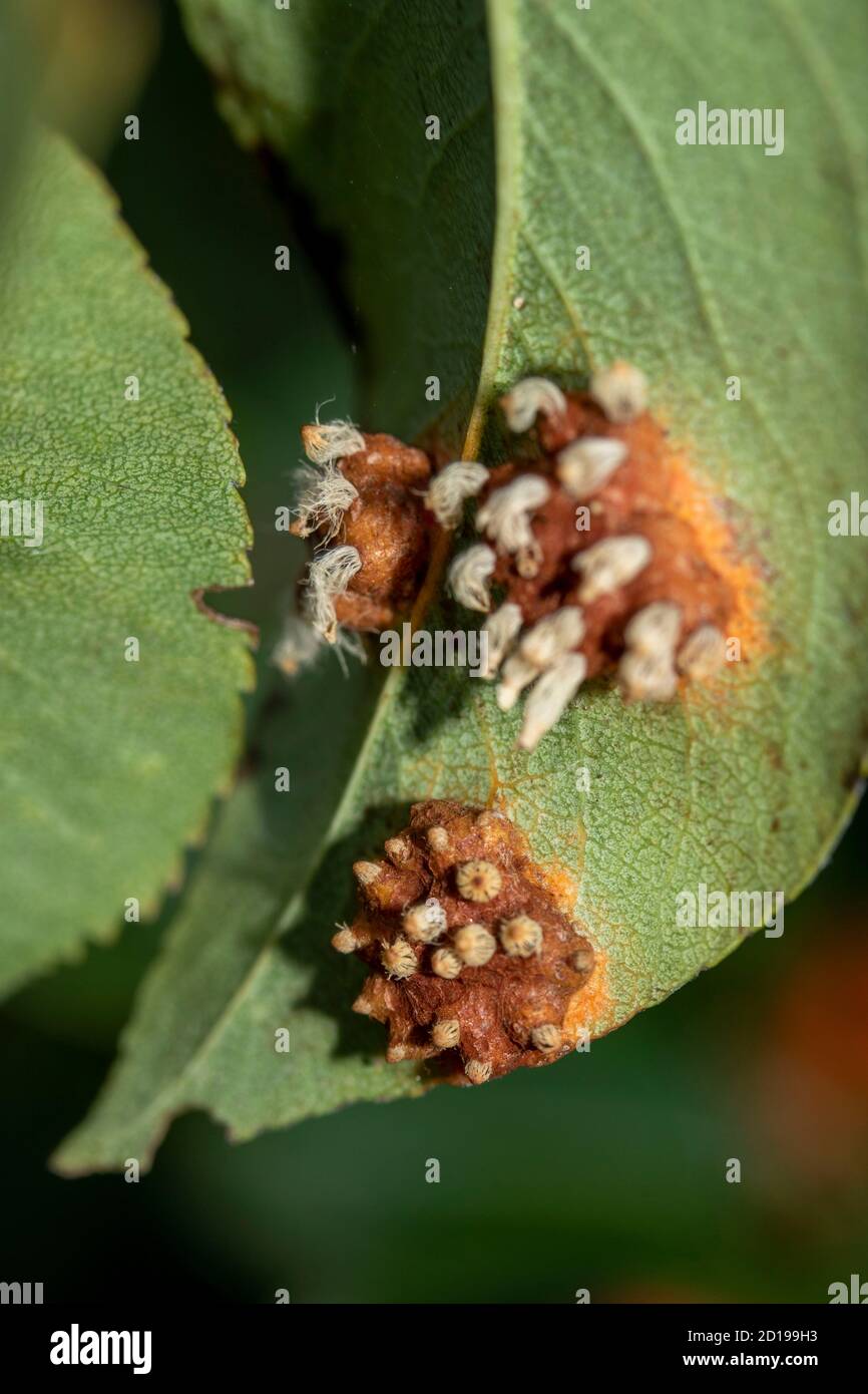 Malattia di Pero Rust sul lato inferiore della foglia di pera in autunno Foto Stock