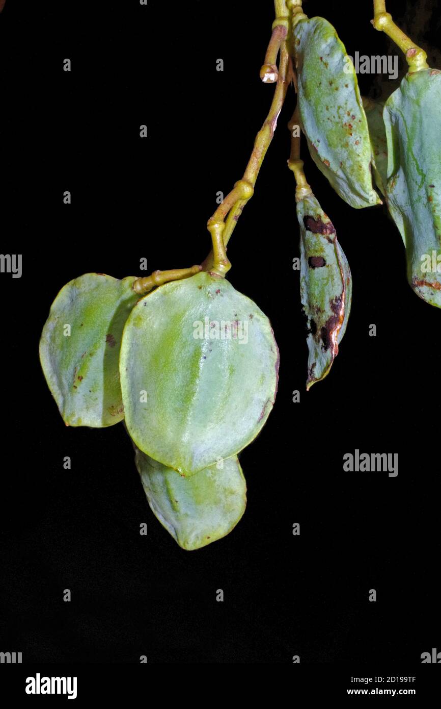 Frutti di jacaranda blu (jacaranda mimosifolia) Foto Stock