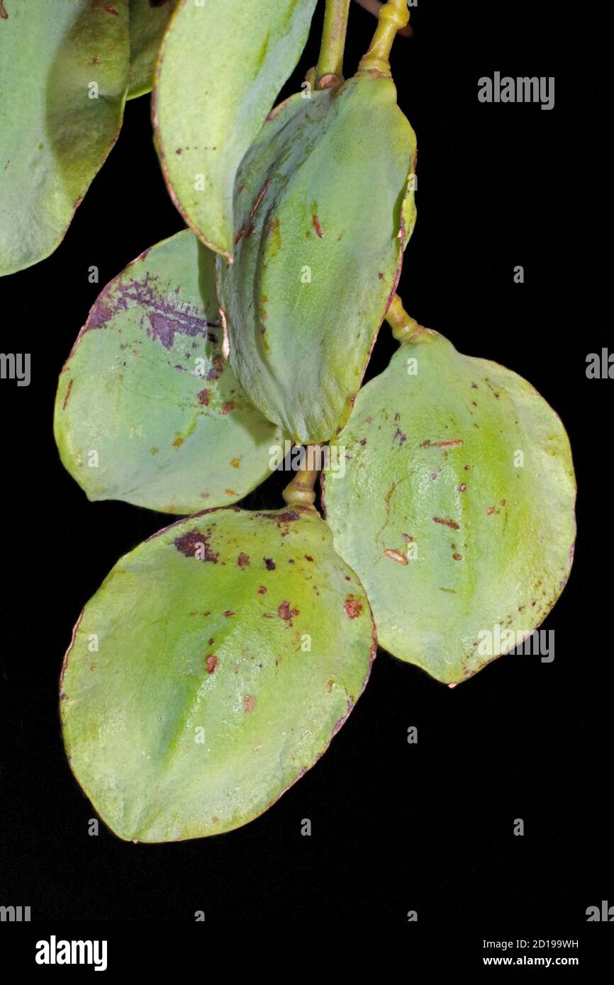 Frutti di jacaranda blu (jacaranda mimosifolia) Foto Stock