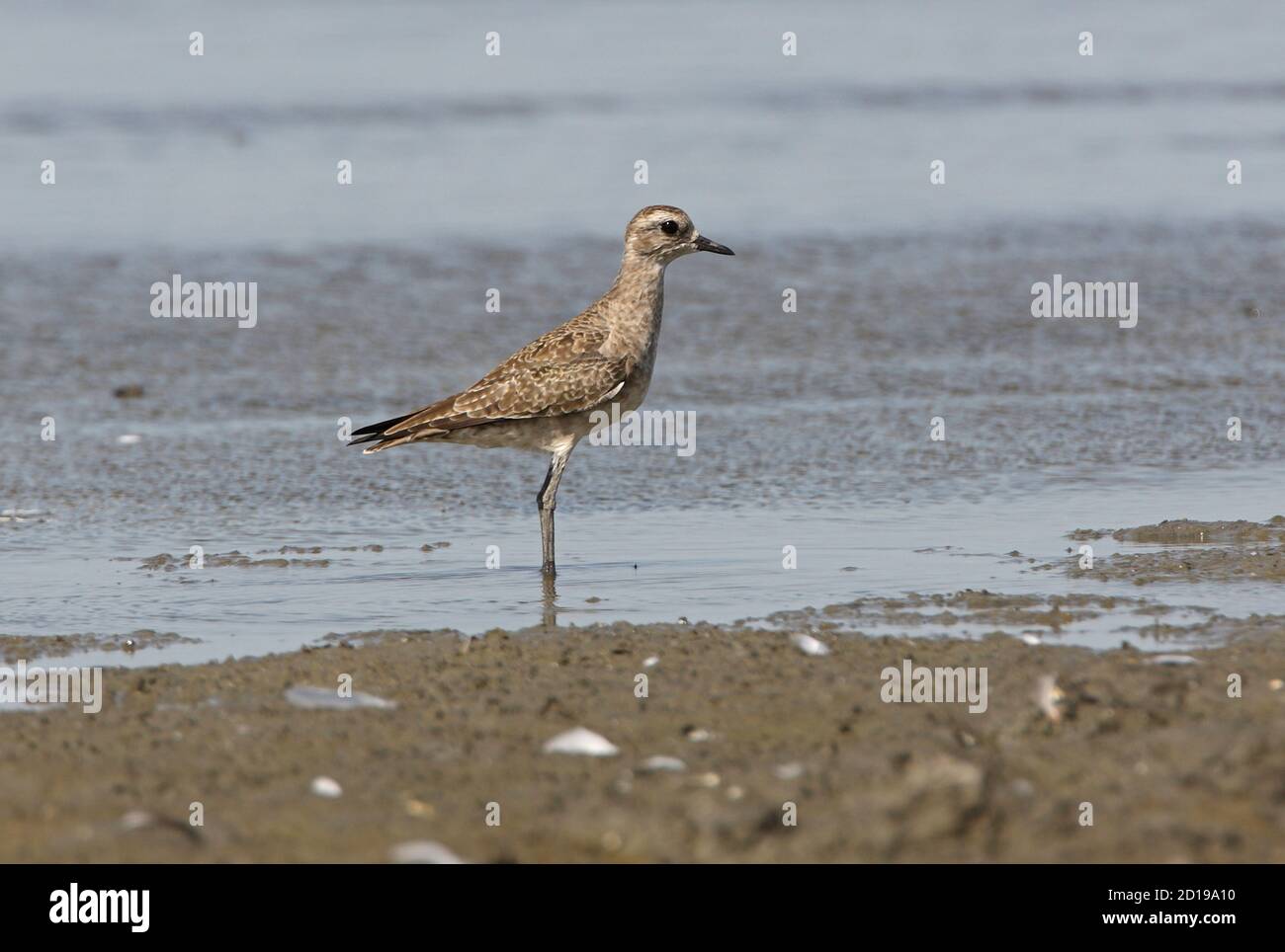 Il giovane amante d'oro americano (Pluvialis dominica) in piedi in acque poco profonde sul bordo della laguna sulla provincia di Pampas Buenos Aires, Argentina Foto Stock