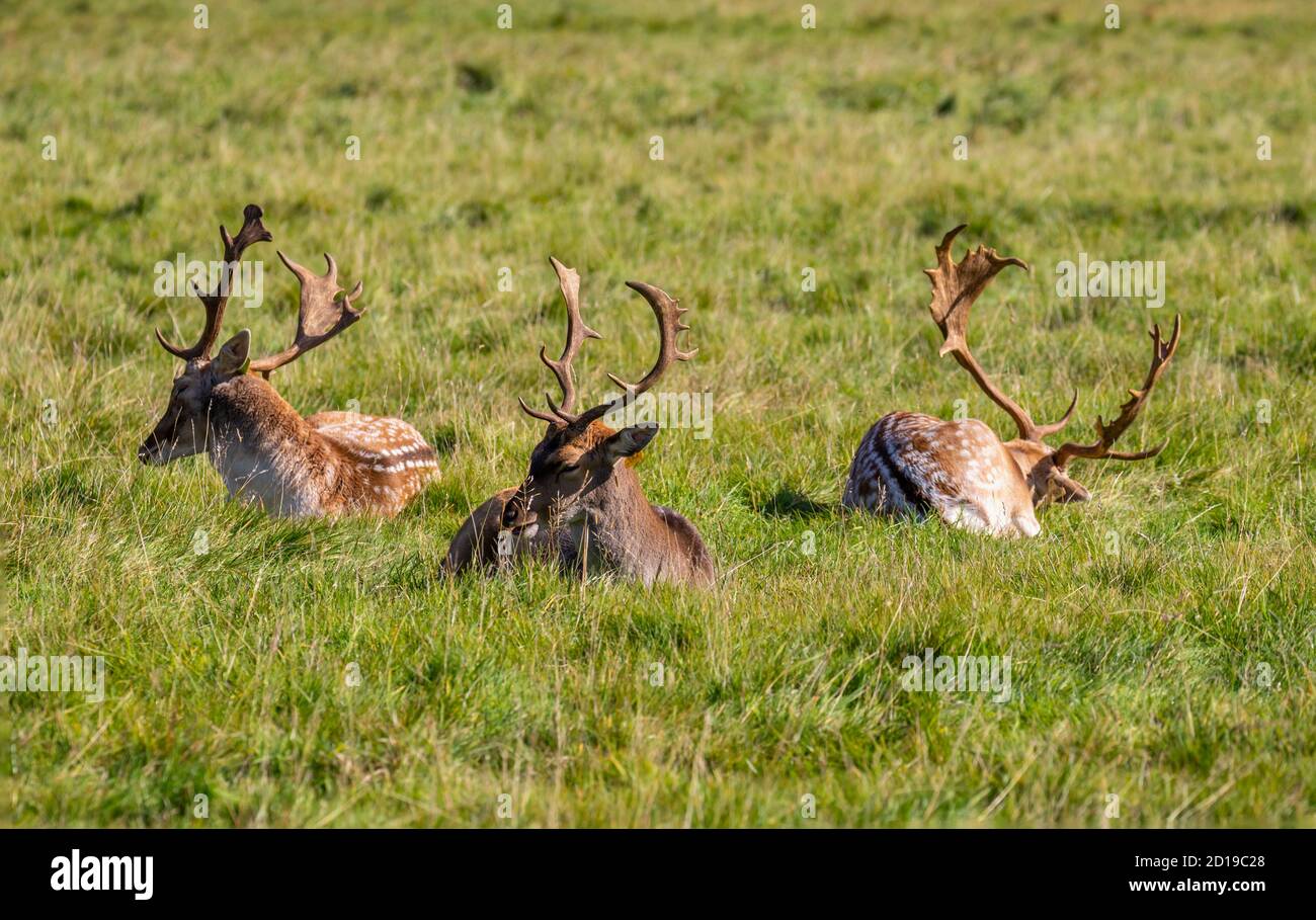 Allow Deer, tre sacchi di buck, Dama dama, che mostra impressionanti antlers mentre riposano a Phoenix Park, Dublino, Irlanda Foto Stock