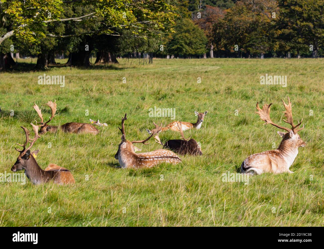 I cervi e le brinde si riposano all'ombra durante la stagione della caccia al cervo a Phoenix Park, Dublino, Irlanda. Bucks maschio e femmina e fa 'Dama Dama' Foto Stock