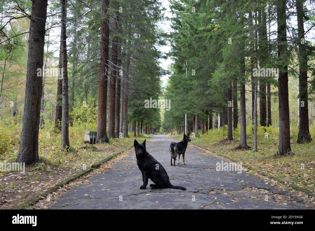 Due cani randagi nel parco di Arshan, Russia Foto Stock