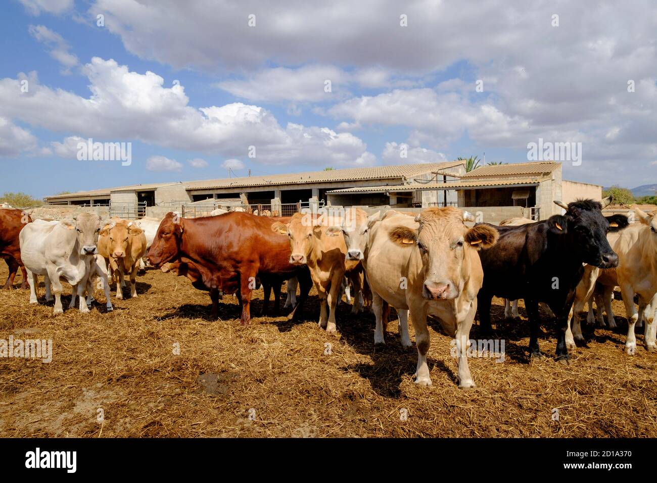 Produccion de ganado vacuno para carne, Campos, Maiorca, isole baleari, spagna, europa Foto Stock