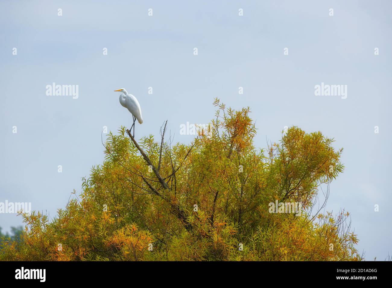 Al Rankin Bottom Wildlife Refuge è arroccato un Grande Eret in un albero con spazio di copia Foto Stock