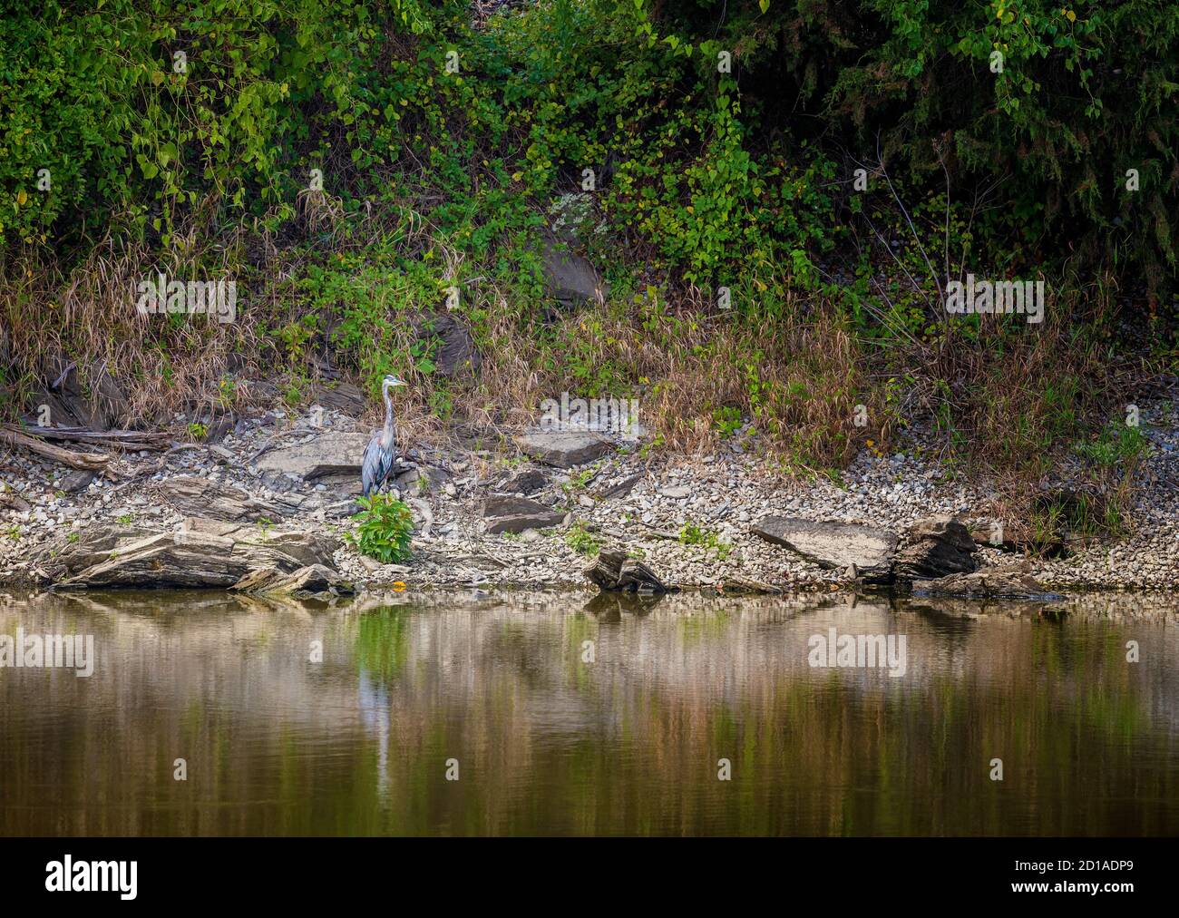 Un grande Blue Heron si erge sul bordo delle acque che si fonde con l'ambiente naturale circostante. Foto Stock