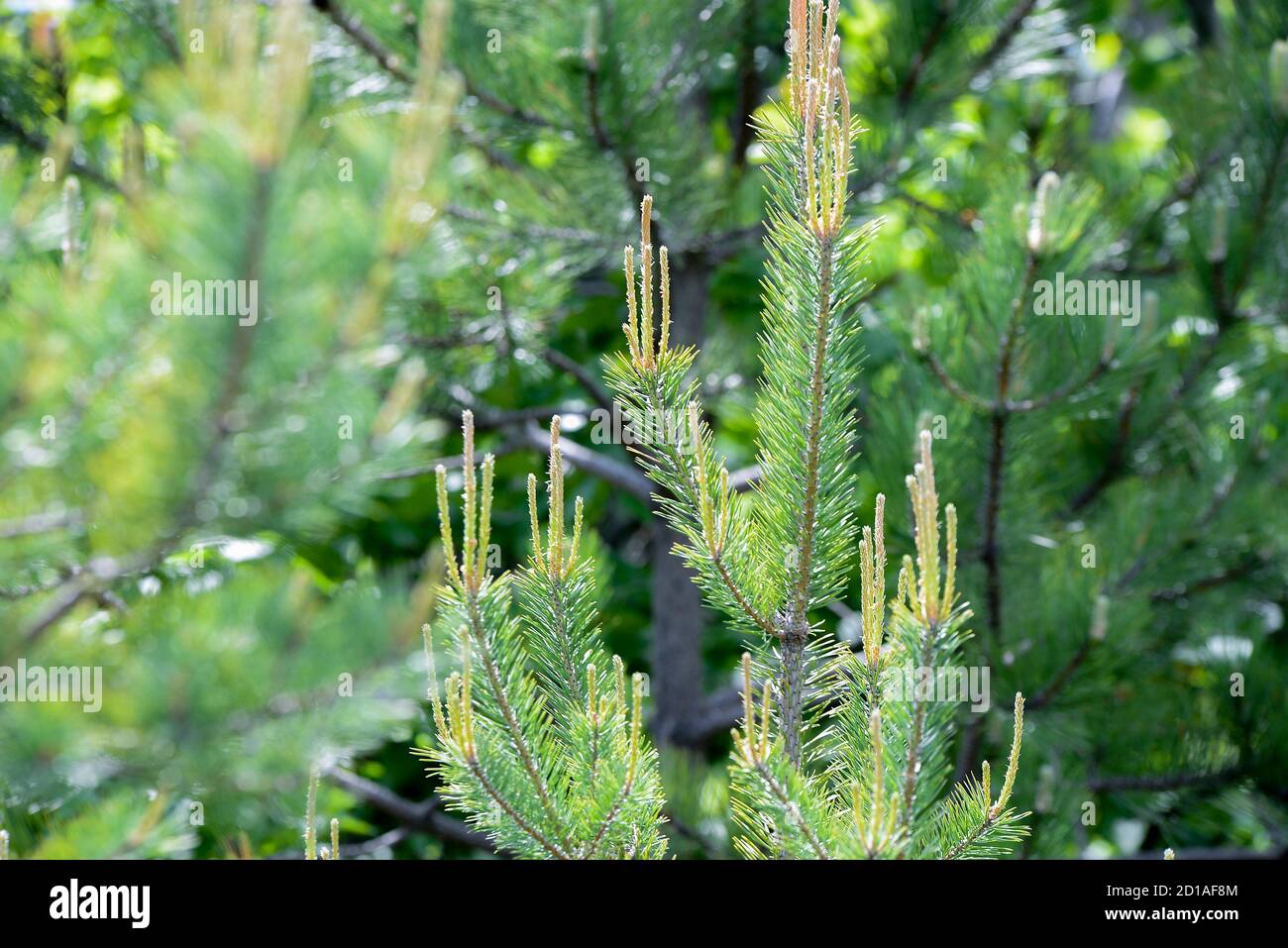 Close up di evergreen a rami di alberi Foto Stock