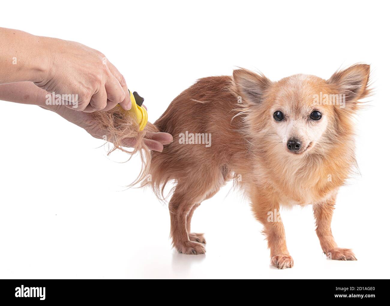 Il vecchio Chihuahua viene spazzolato su sfondo bianco Foto Stock