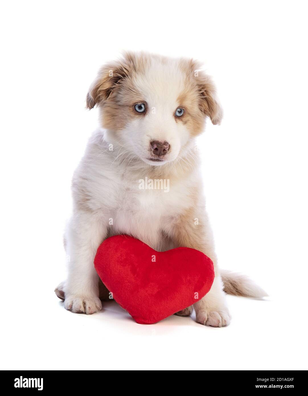 Puppy Pastore Australiano con cuore rosso per San Valentino su sfondo bianco Foto Stock