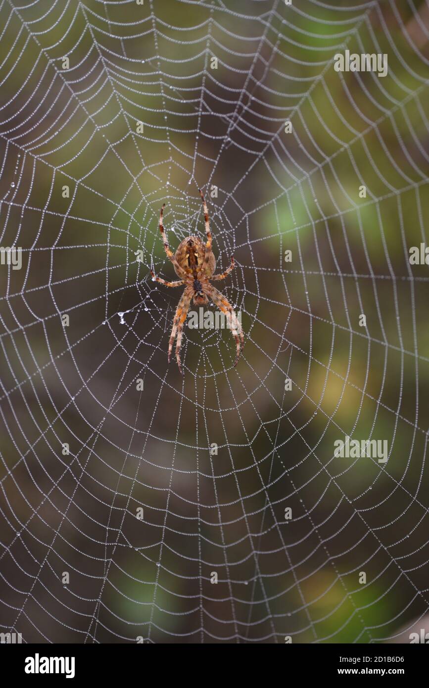 Un ragno da giardino europeo, o tessitore di orbe, (Araneus diadematus) nel suo web in un giardino a Victoria, British Columbia, Canada sull'isola di Vancouver Foto Stock