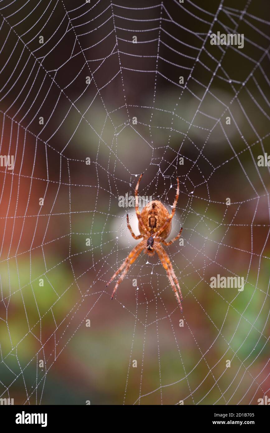 Un ragno da giardino europeo, o tessitore di orbe, (Araneus diadematus) nel suo web in un giardino a Victoria, British Columbia, Canada sull'isola di Vancouver Foto Stock