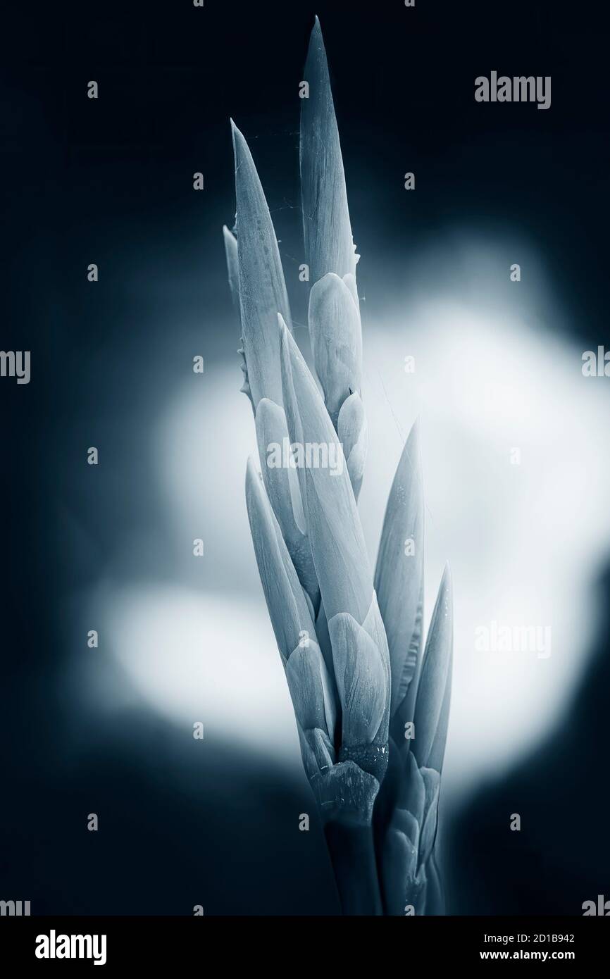Gemma di Lily. Convertito in bianco e nero. Blu tonato. Foto Stock