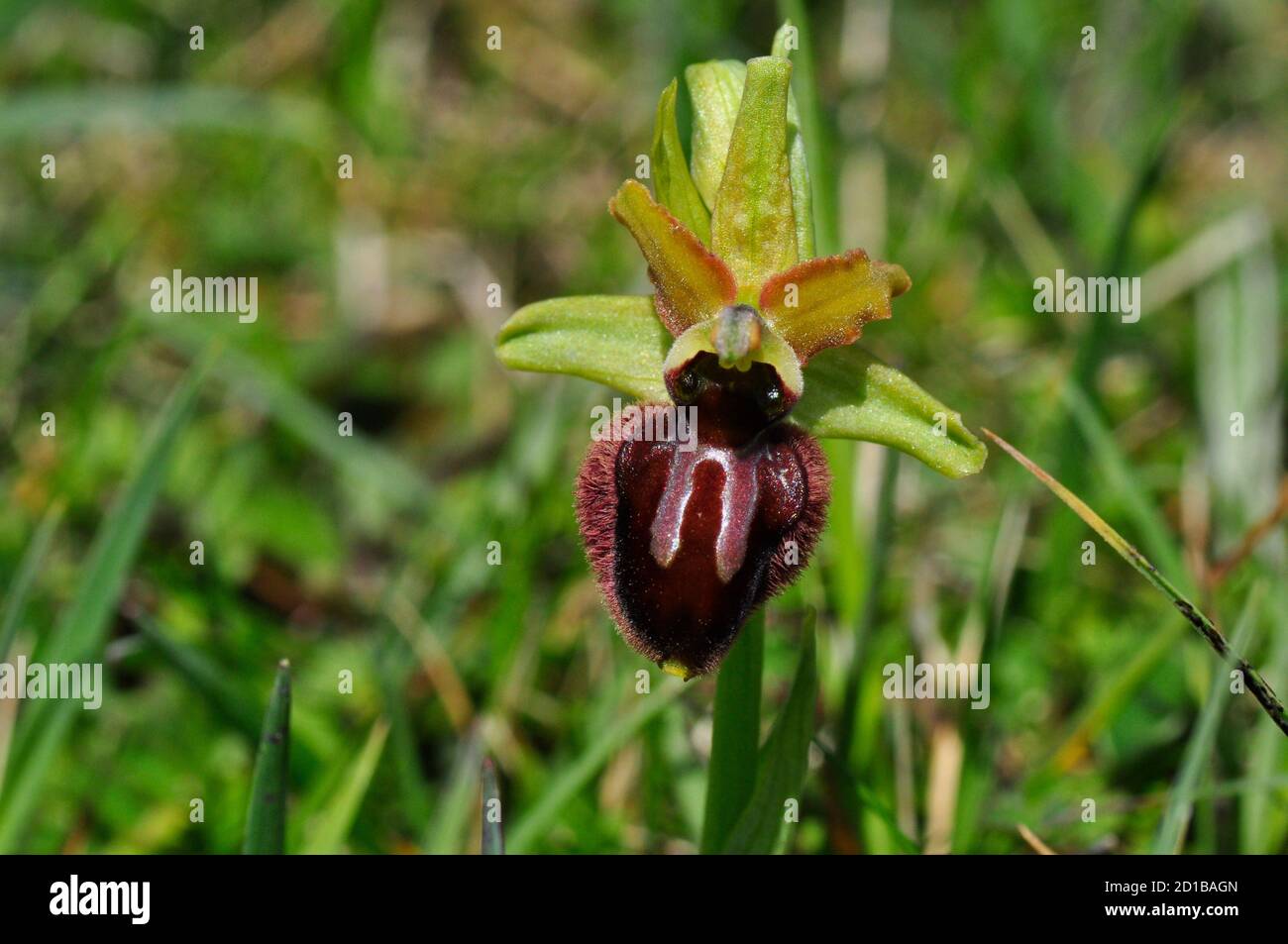 Early Spider Orchid "Ophrys Sphegodes", Fiori aprile e maggio, Cliff top habitat, Purbeck, Dorset, Regno Unito. Foto Stock