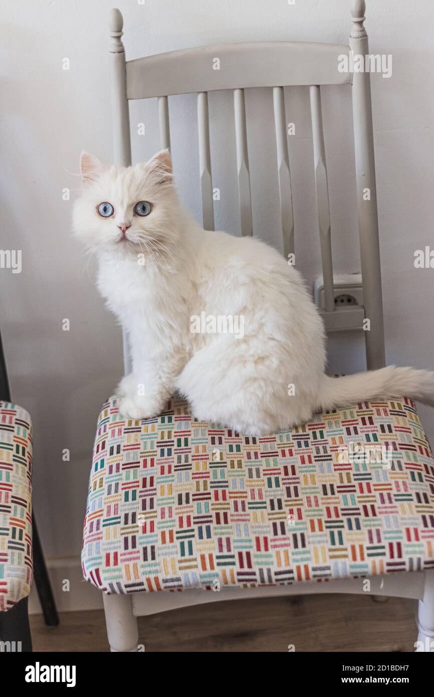 Gatto persiano bianco seduto in luoghi diversi e giocando Foto Stock