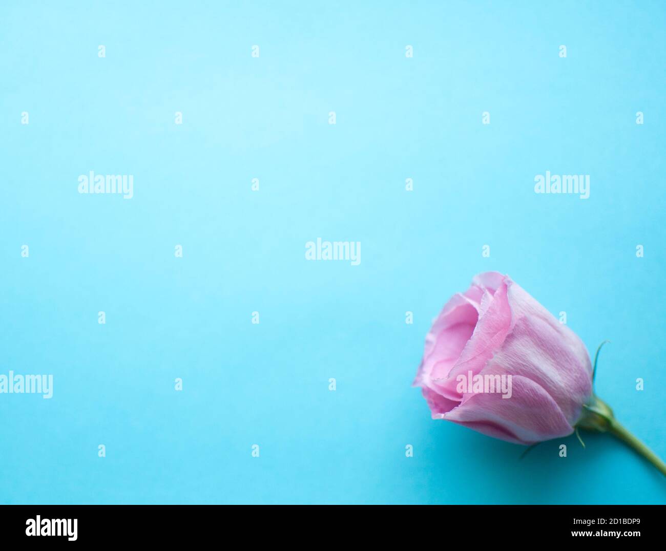Bel fiore rosa eustoma (lisianthus) in piena fioritura. Bouquet di fiori su sfondo blu. Foto Stock