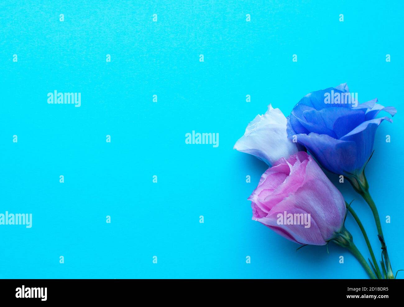 Bellissimi fiori rosa di eustoma (lisianthus) in piena fioritura con foglie verdi. Bouquet di fiori su sfondo blu. Foto Stock