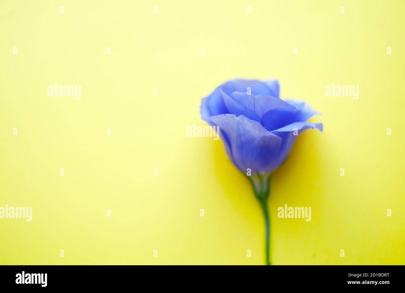 Bel fiore blu eustoma (lisianthus) in piena fioritura. Bouquet di fiori su sfondo giallo. Foto Stock
