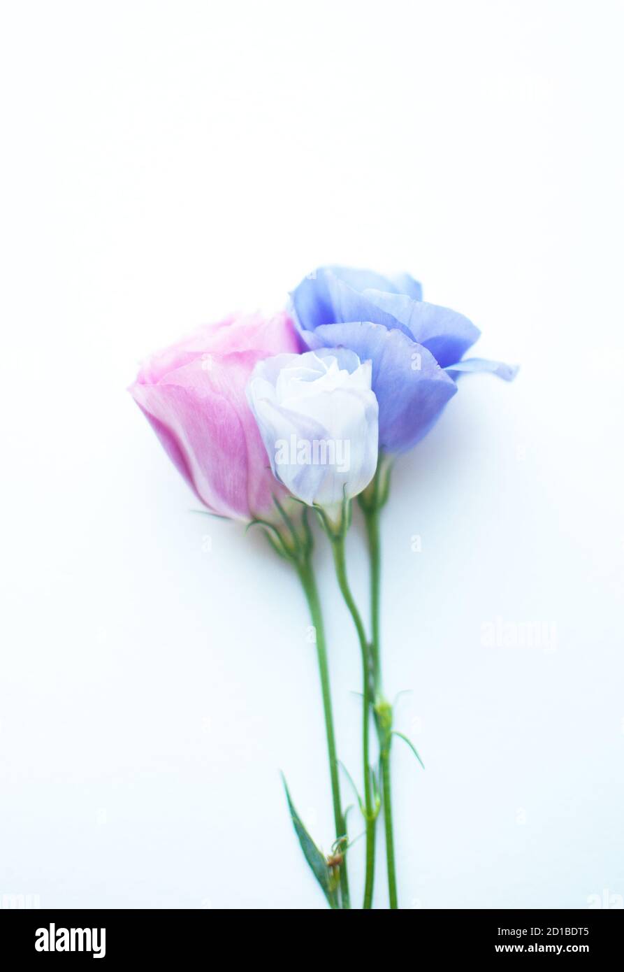 Bel fiore di eustoma rosa, viola e bianco (lisianthus) in piena fioritura con foglie verdi. Bouquet di fiori su sfondo bianco. Foto Stock