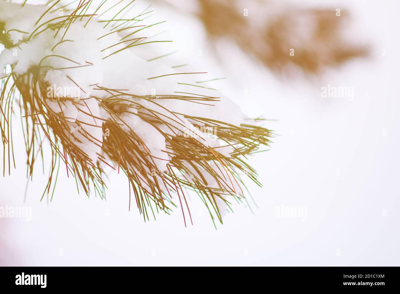 Bella struttura d'inverno. Close up dettagli su aghi di pino brunch ricoperta di neve a fredda stagione invernale. Foto Stock