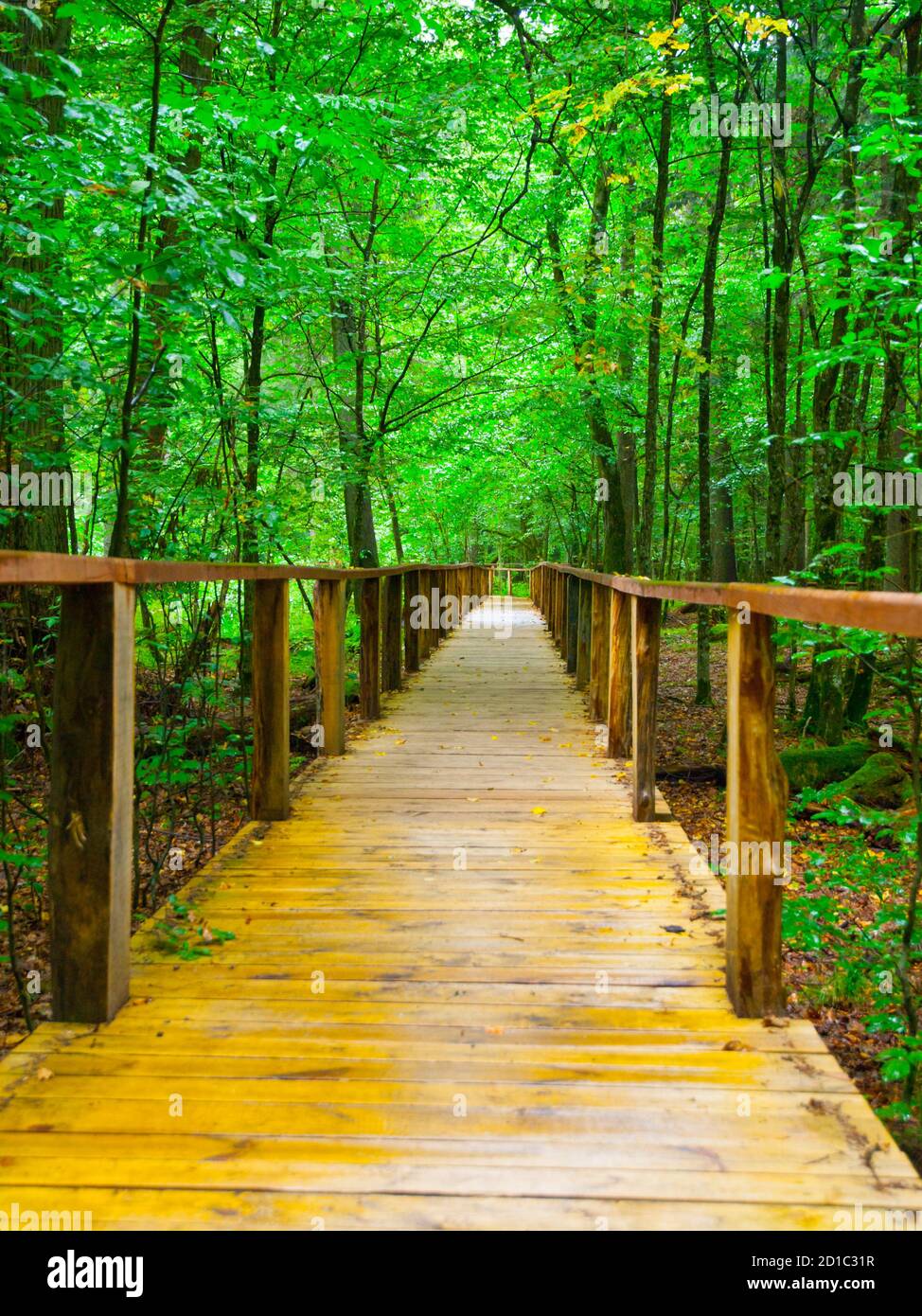 Percorso in legno nella foresta dopo la pioggia, Bialowieza, Polonia Foto Stock