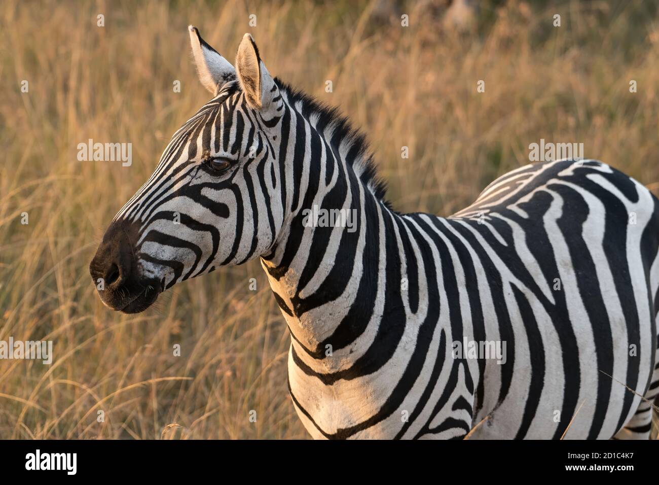 Primo piano di zebra africana che guarda lontano dalla macchina fotografica nella prateria della Riserva Masai Mara durante la grande migrazione attraverso il Kenya. Orizzontale Foto Stock